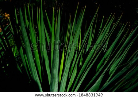 the sharp leaves of the plant on a dark background