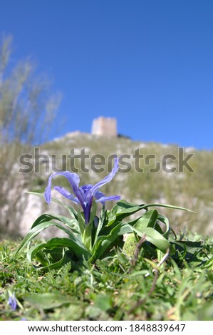 Close view of a Wild purple lily in the mountains with a blurry background with the ruins of a medieval castle.