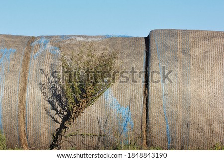 A closeup shot of Hay Bales in a farm field by a road with blue sky and weeds on a sunny day in Kansas.
