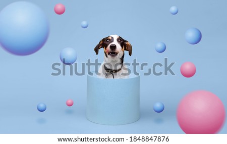 Portraite of fluffy puppy of Jack Russell Terrier. Little smiling dog sitting in gift box on blue background with flying colorful spheres.