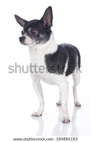 Black and white chihuahua dog isolated