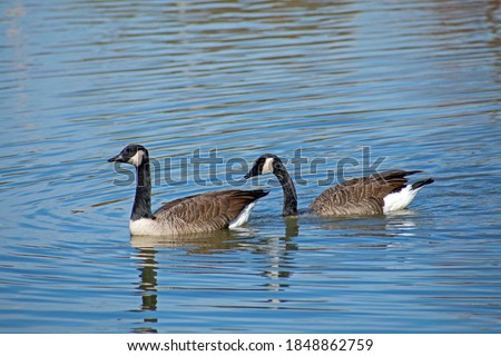 A pair of Canada geese swim in a pond as they rest between flights on their annual fall migration.
