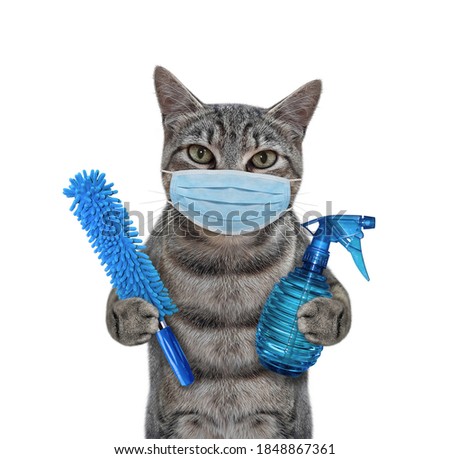 A gray cat cleaner a protective mask holds a spray bottle and a dust brush. Coronavirus. White background. Isolated.