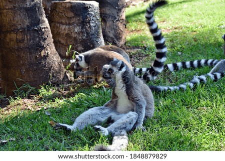 Group of beautiful young ring tailed lemur is sitting on the grass