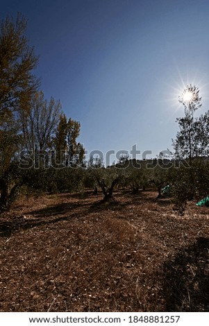 Olive fields prepared for the harvest, olives, sunny day, traditional agriculture