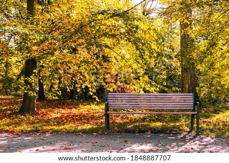 Bench in the park in autumn. Falling leaves.