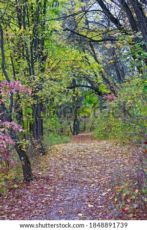 image of autumn forest landscape close-up