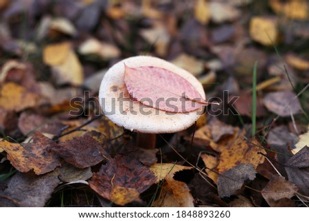An inedible mushroom with a white cap and a red leaf, grows among the fall foliage.