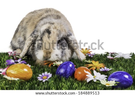 brown rabbit with easter eggs spotted brown bunny sitting on a meadow with flowers and coloured easter eggs