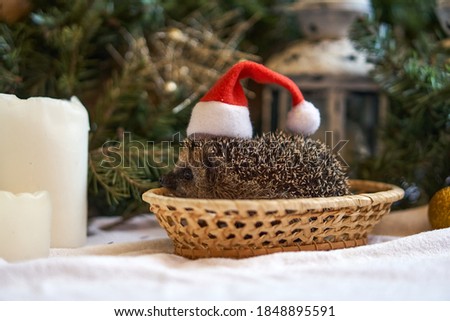 Santa hedgehog in a red hat cap sitting under the Christmas tree. Christmas composition with candles and hedgehog. High quality photo