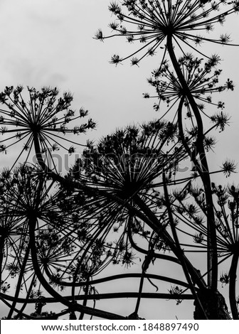 Black and white photo of dried Sosnowsky's hogweed flowers silhouette against light sky background.