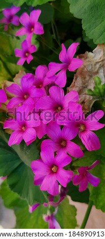 Oxalis articulata, known as pink-sorrel,pink wood sorrel, windowbox wood-sorrel, Chari amilo (Nepal),sourgrass,Netho (khatta) saag (India) is a perennial plant species in the genus Oxalis.