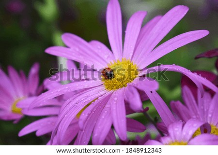 Ladybug on a pink chamomile after rain 