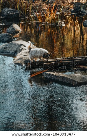 Cute black and white dog runs over a river on a rock. Amazing reflection trees and sunny light in water.