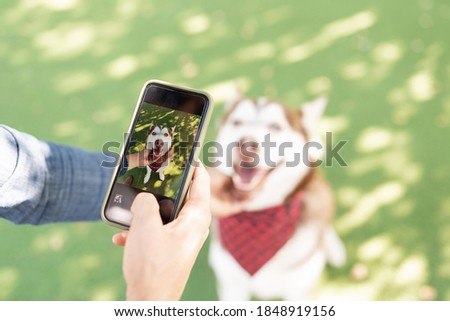 Focus on foreground of a photo taken by a male dog owner of a beautiful pet wearing a bandana sitting in the green grass