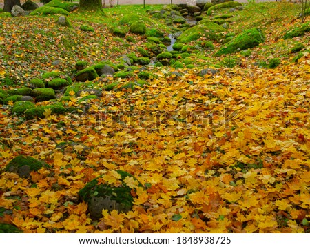 Autumn, Gold Trees in a park. The Season Of Colour. Autumnal Park. Trees And Leaves. Background group autumn orange leaves.