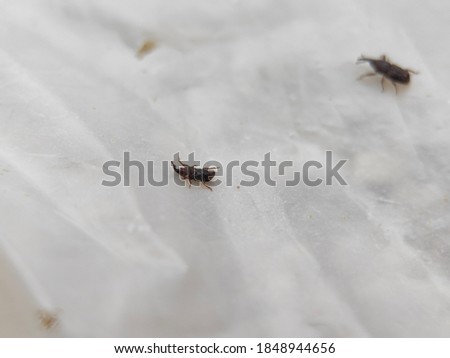 A lice rice walking on white plastic