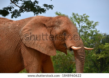 A closeup shot of an elephant