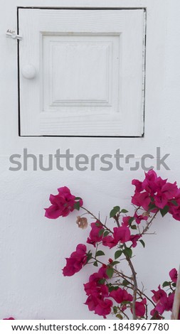 closeup of a facade of a house painted white, in the lower part there is a bougainvillea plant with pink flowers