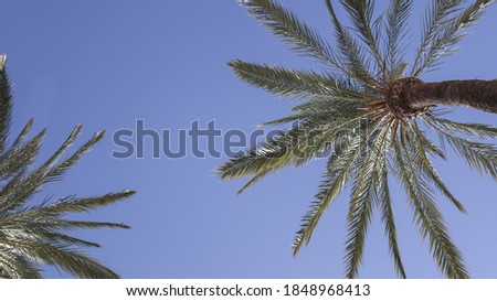 two palm trees seen from below, the sky is blue and clear