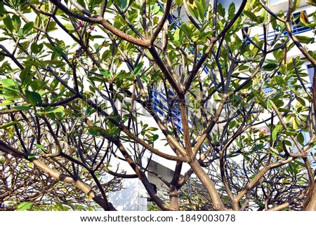 The plumeria tree with branches and green leaves image was taken for background and pattern designs.