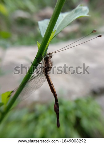 A high resolution picture of rare owlfly named ascalaphus sinsiter walker. Himachal pradesh, India.