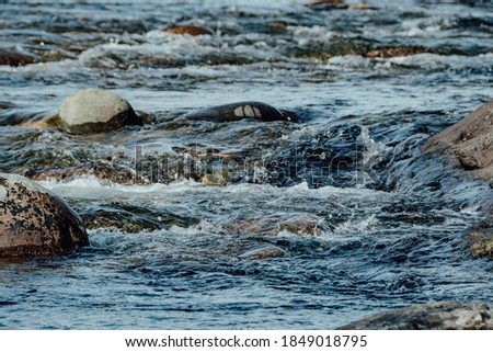 Stormy stream among rocks and boulders. Mountain river.
