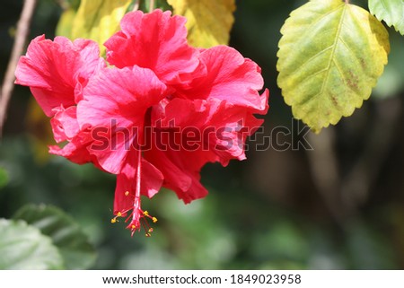 A beautiful pink colored hibiscus flower with the sunlight falling on it with the natural background