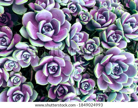 cactus blossom design for Romantic wedding background with camellias, wall tiles, interior, wall paper, Can be used for any kind of design