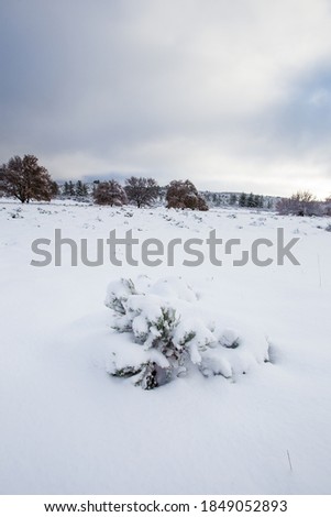 Wide angle view of bushes covered in thick snow close to Ceres in the Western Cape of South Africa