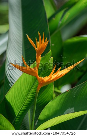 Beautiful Heliconia flower.
Common names for the genus include Dwarf Jamaican flower,lobster-claws, toucan peak, wild plantains or false bird-of-paradise.