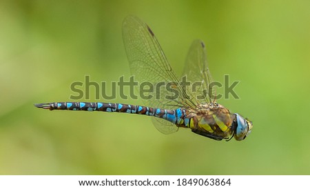 dragonfly migrant hawker (Aeshna mixta) in flight Royalty-Free Stock Photo #1849063864