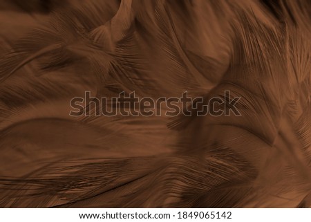 Beautiful brown black feather texture pattern background
