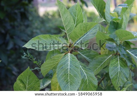 Closeup nature view of green leaf background