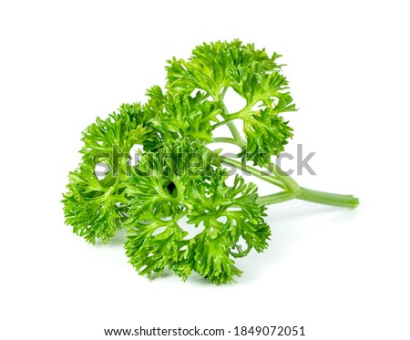 Parsley leaf or Petroselinum crispum leaves isolated on white background ,Green leaves pattern    Royalty-Free Stock Photo #1849072051