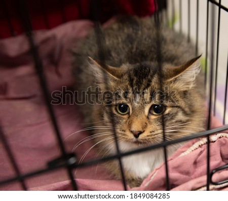 A gray-white cat with big eyes sits in a cage. Homeless shelter. Royalty-Free Stock Photo #1849084285