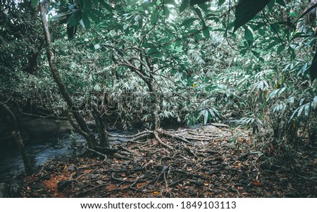 Tree roots serve a variety of functions for the tree. Roots absorb and transfer moisture and minerals as well as provide support for the above ground portion