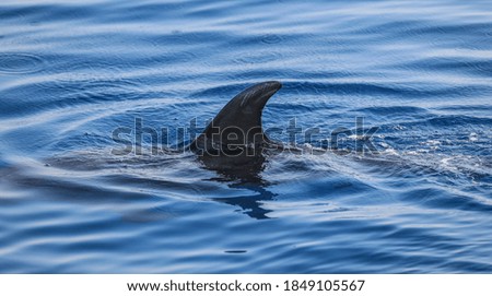 dolphin fin on the sea surface
