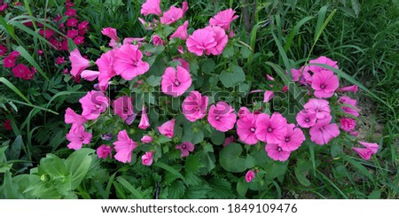 Lavatera Mauritanica. Is a species of flowering plants of the Malvaceae family. Lavatera Trimestris pink wild flower in nature.
