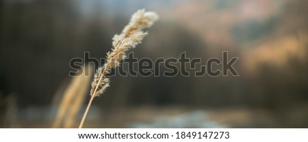 stem stalk or grass in winter with shallow background and depth winter