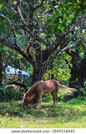 Horse in a beautiful Park