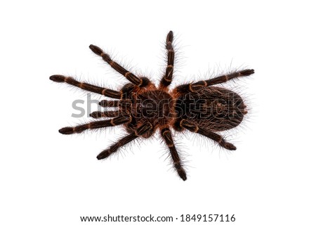 Young Chaco goldenknee tarantula aka Grammostola pulchripes spider. Top view, isolated on a white background.