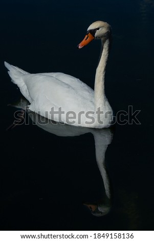 Dark mood picture of swan swimming in deep water of a lake