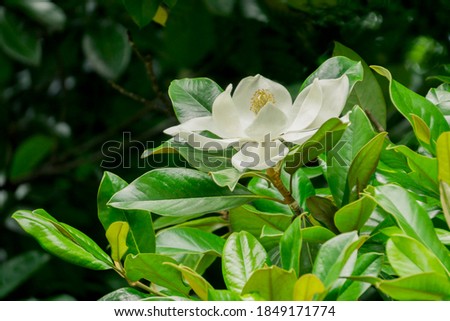 big white Magnolia flower blooming shot close up