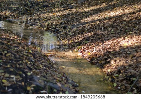 A stream in a ravine through fallen leaves                     