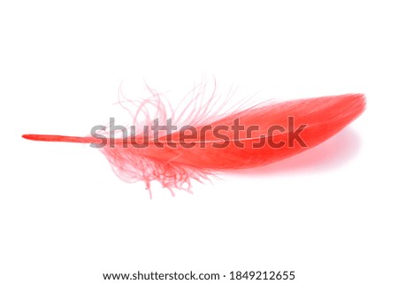 Red fluffy feather isolated on the white