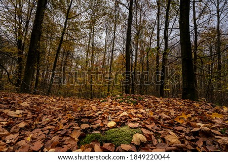 A beautiful view of a European Beech forest in autumn colours. Picture from Scania county, southern Sweden Royalty-Free Stock Photo #1849220044
