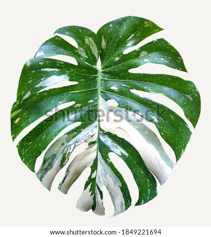  Monstera variegated leaf isolated on white background.  Tropical leaves. Tropical leaves variegated foliage exotic nature plants for books, textiles, packaging, curtains, postcards and wallpaper Royalty-Free Stock Photo #1849221694
