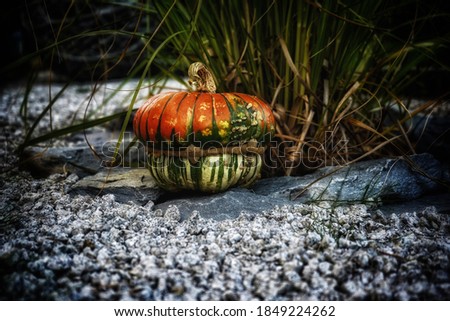 Beautiful pumpkin still life photography