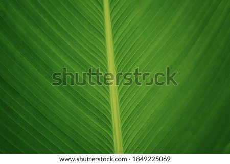 Lines and texture of nature green leaf closed up image beautiful in nature background                          